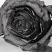 Ott Rose Photo 10