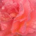 Shirley Sharp Photo 19