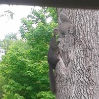 Joann Cline Photo 7