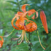 Arnett Flowers Photo 3