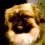 Dennis Rhoads Photo 19