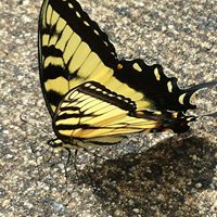 Jane Mcanally Photo 3
