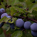 Christopher Plum Photo 11