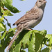 Kelley Sparrow Photo 14