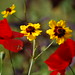 Deborah Flowers Photo 33