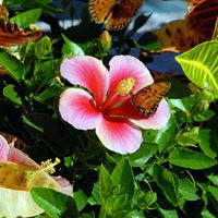 Deborah Dietz Photo 14