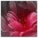 Phyllis Black Photo 27