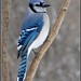 Shirley Winters Photo 30