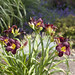 Rosalind Wells Photo 4