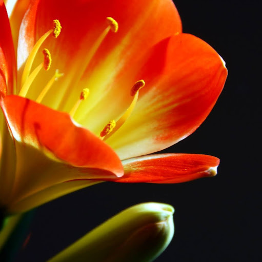 Julie Jiang Photo 31