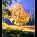 Len Goldman Photo 6