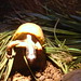 Ruthann Ross Photo 12