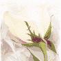Mary Goode Photo 34