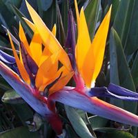 Susan Smits Photo 22
