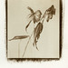 Lily Van Photo 19