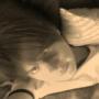Joel Robinson Photo 28