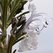 Rosemary Petit Photo 2