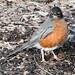 Robin Means Photo 18