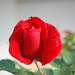 Lisa Reis Photo 37