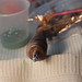Cynthia Voorhees Photo 11