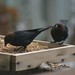 Judy Bird Photo 23