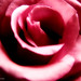 Jolene Evers Photo 3