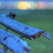 Dawn Luce Photo 11