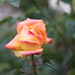 Christopher Rose Photo 29