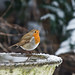 Robin Snow Photo 17