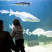 Thomas Fish Photo 18