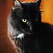 Shelly Little Photo 22