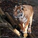 Sarah Tiger Photo 17