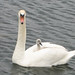 Wing Young Photo 6