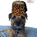 Tony Leopard Photo 18