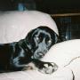 Debbie Distefano Photo 4