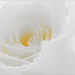 Rose White Photo 6