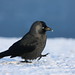 Robert Kalt Photo 12