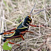 Rick Hopper Photo 29