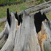 Teresa Stump Photo 16