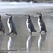 Jeffrey Bird Photo 4