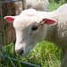 Ed Lamb Photo 13
