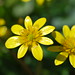 Deborah Wilder Photo 22
