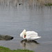 Kerry Swan Photo 5