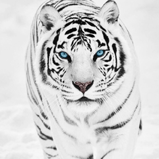 Victor Flores Photo 20
