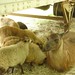 Misty Lamb Photo 17
