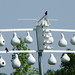 Dan Fortier Photo 10