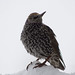 Cindy Bird Photo 13