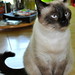 Lisa Lauer Photo 26