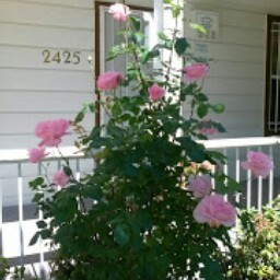 Debbie Darnell Photo 17