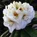 Phyllis Green Photo 45